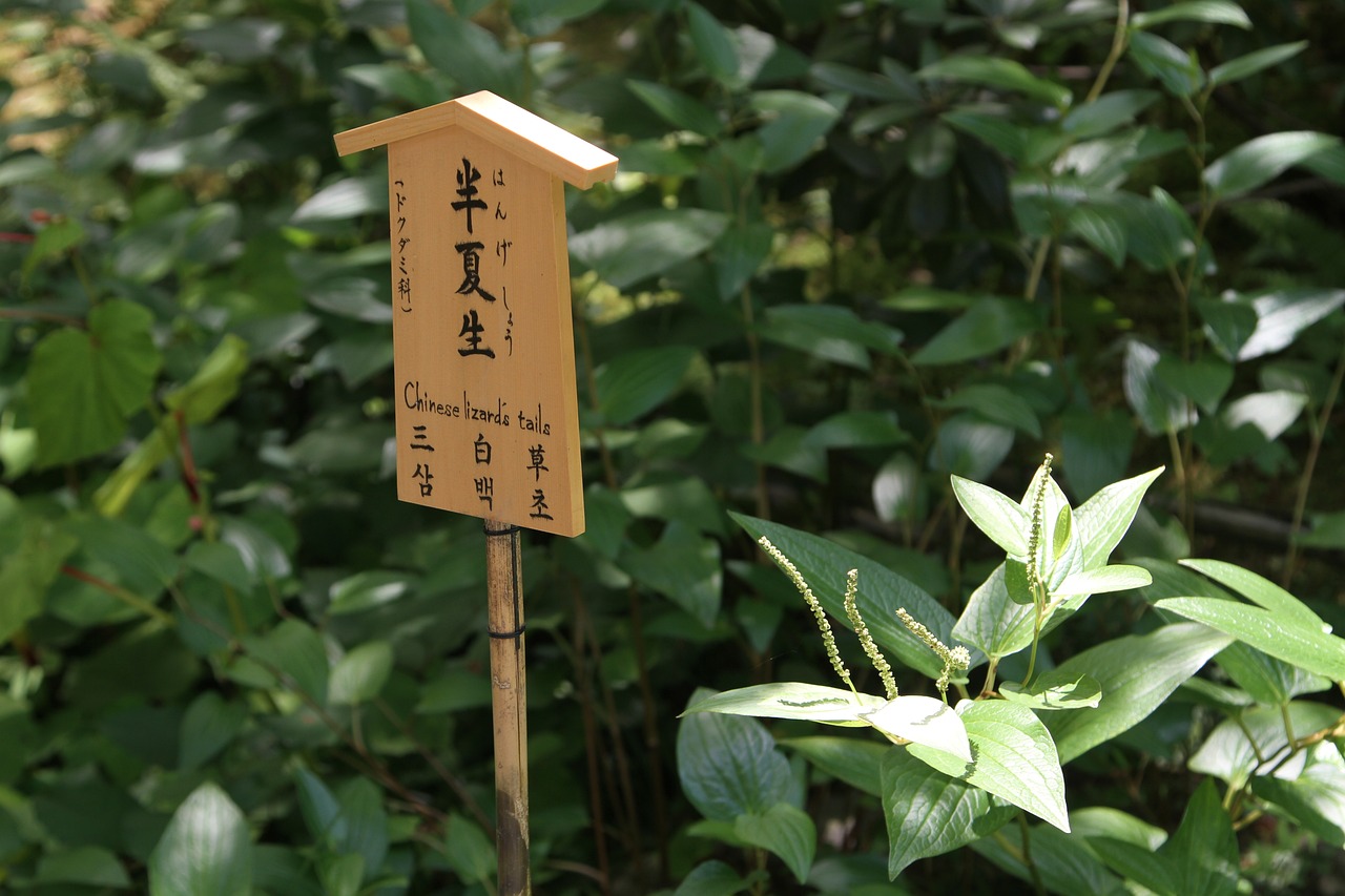 医学的奇迹与力量，治疗作用的探索与实践