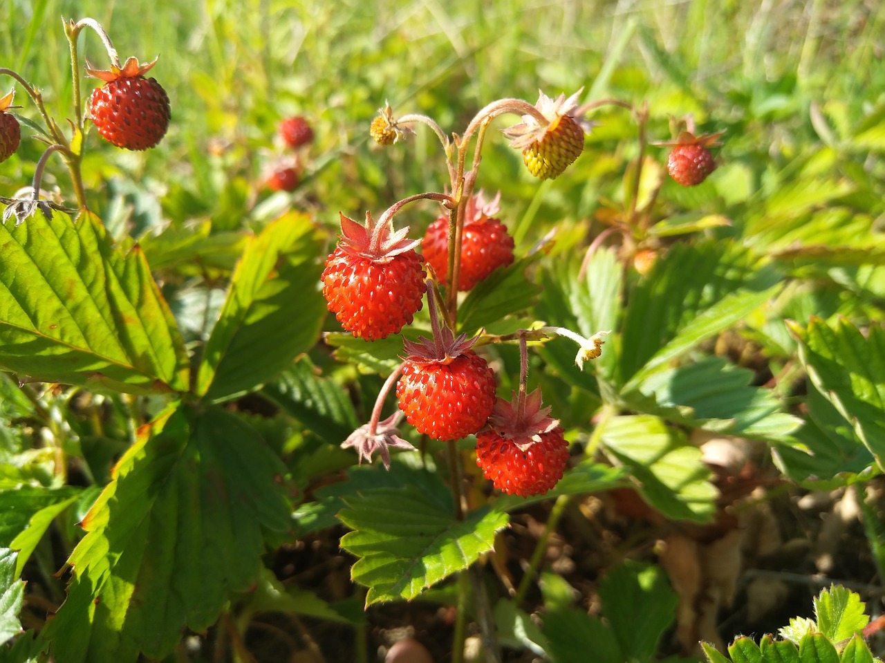 探索高效、可持续的无花果种植新技术与实践